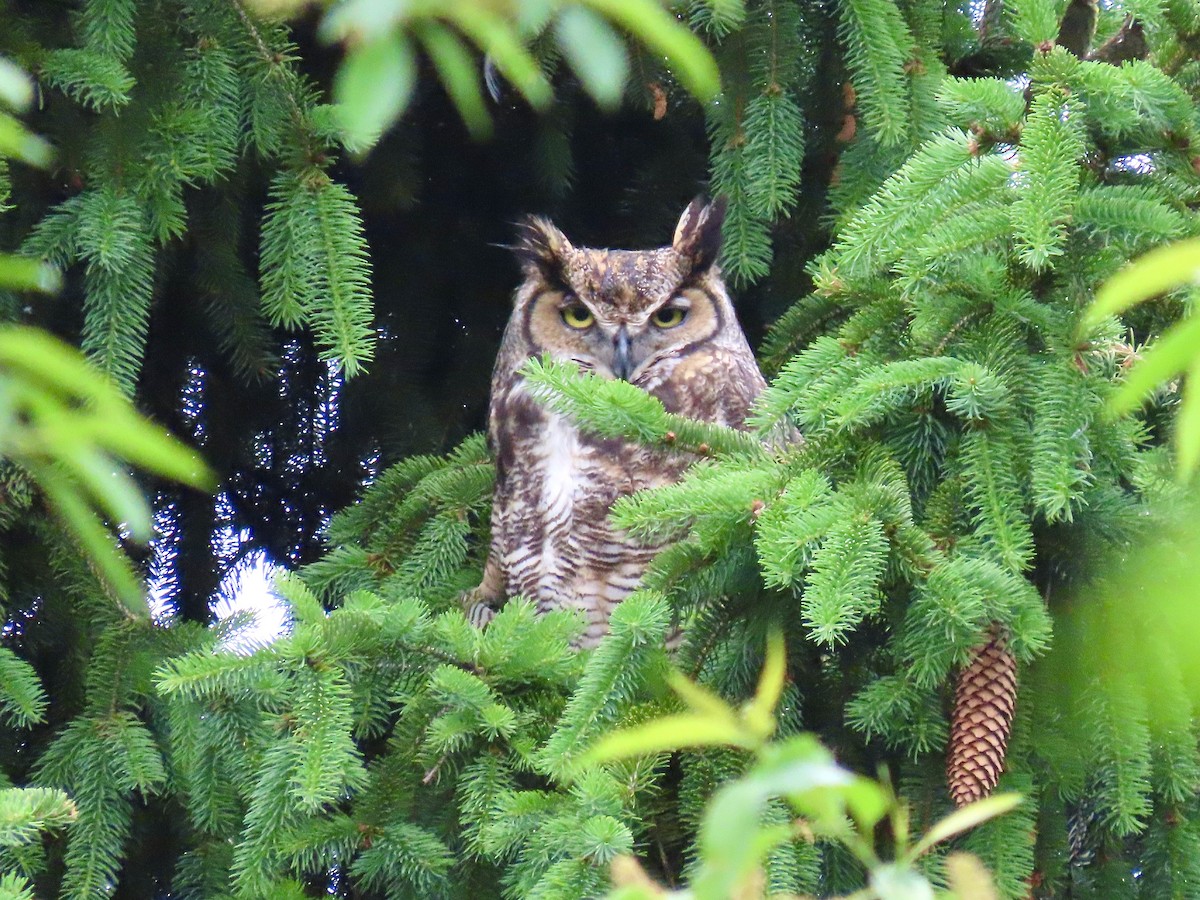 Great Horned Owl - ML483083721