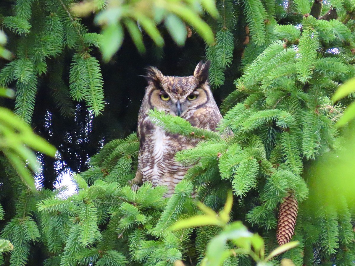 Great Horned Owl - ML483083731