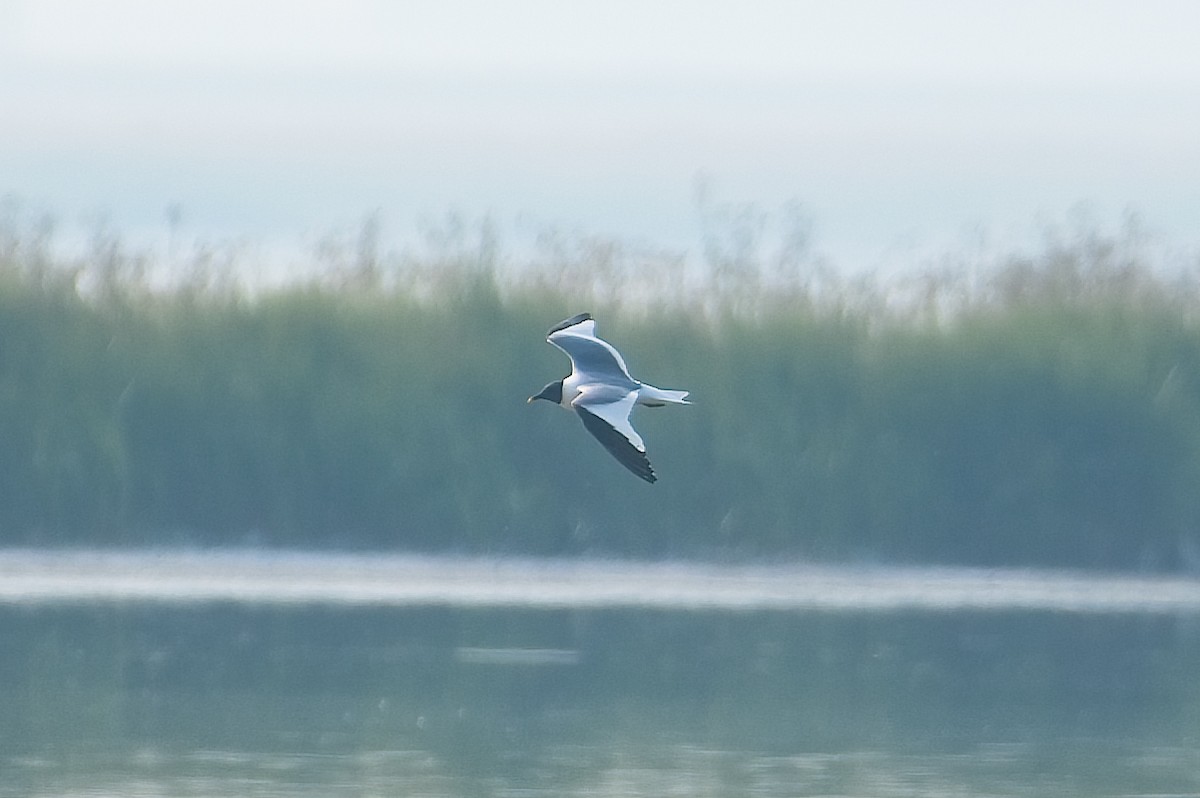 Gaviota de Sabine - ML483084611