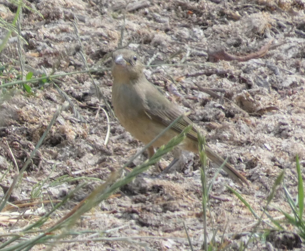 Painted Bunting - ML483084681