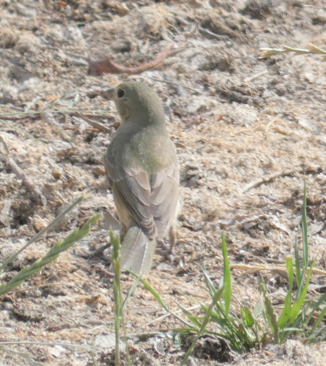 Painted Bunting - ML483084691