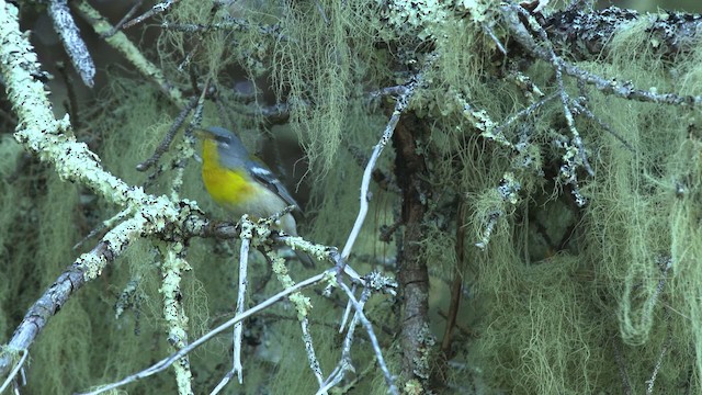 Northern Parula - ML483085