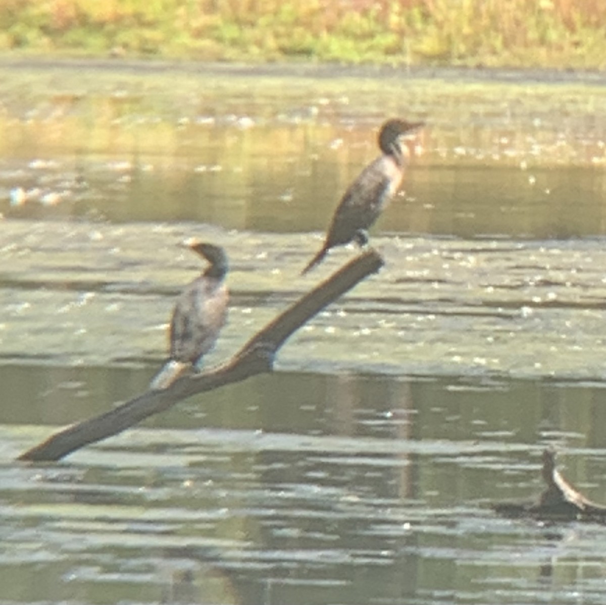 Double-crested Cormorant - ML483085431