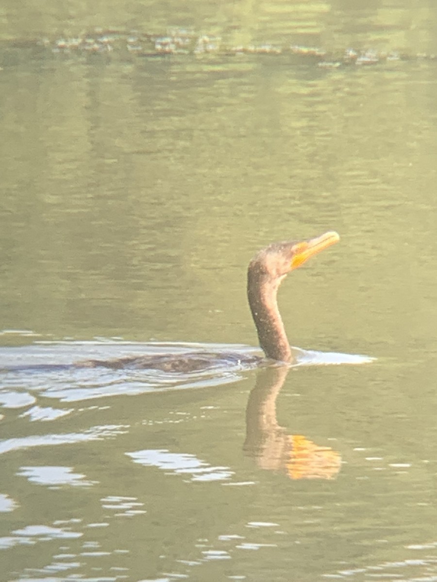 Double-crested Cormorant - ML483085441