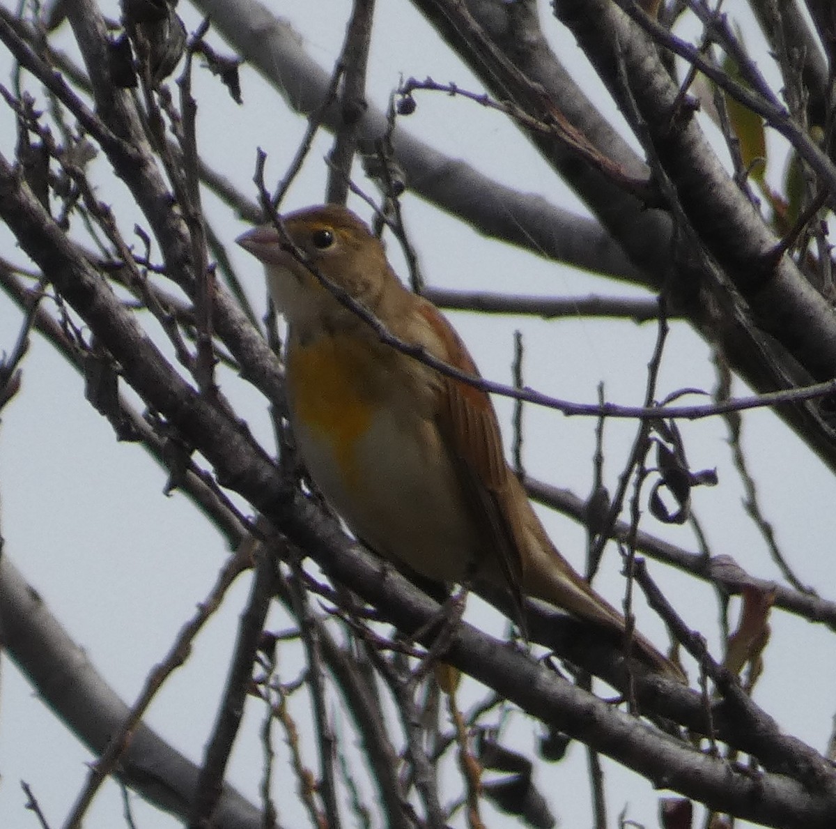 Dickcissel - ML483085571