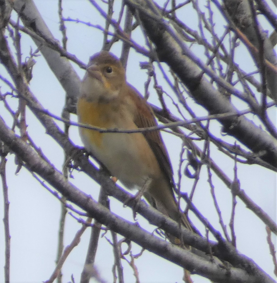 Dickcissel - ML483085581