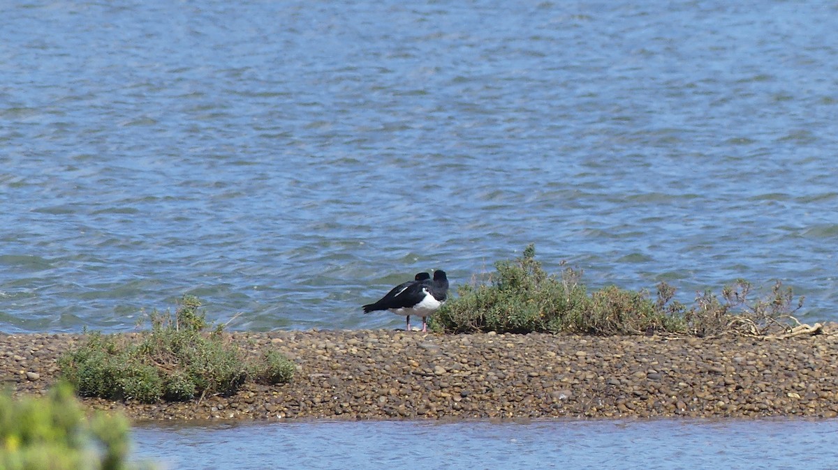 Pied Oystercatcher - ML483087391