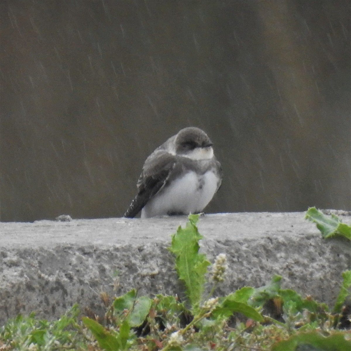 Bank Swallow - ML483087421