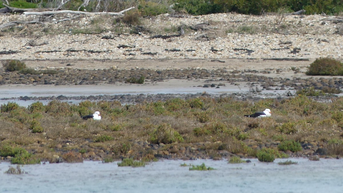 Pacific Gull - ML483087451