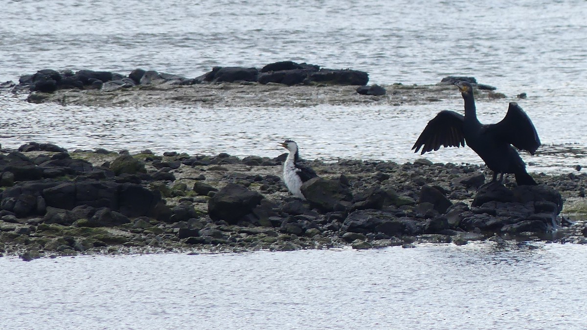 Great Cormorant - ML483087531