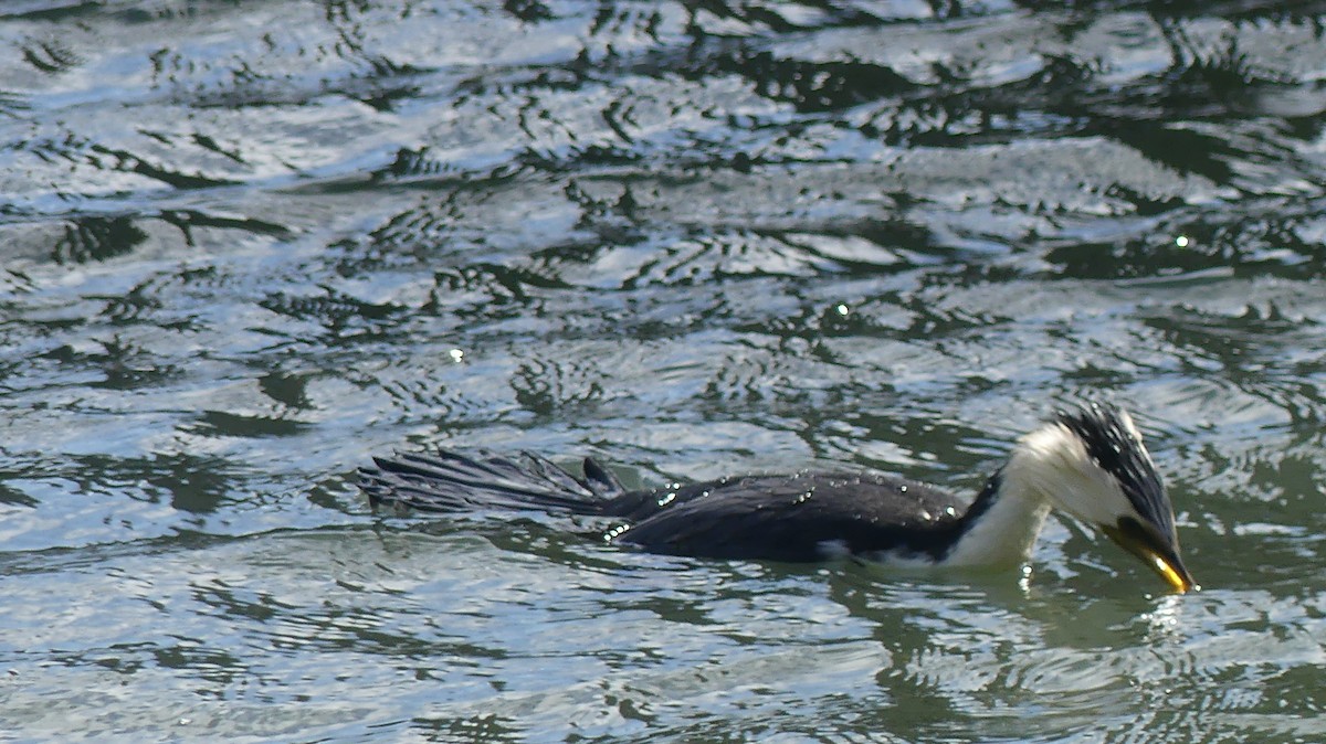 Little Pied Cormorant - ML483087591