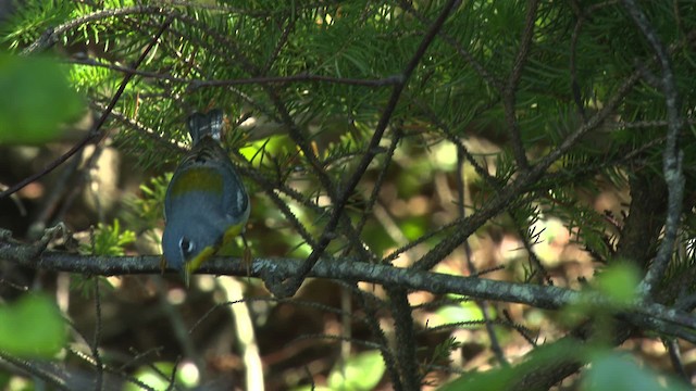 Northern Parula - ML483088