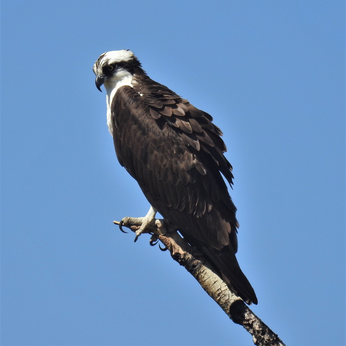 Balbuzard pêcheur - ML483088021