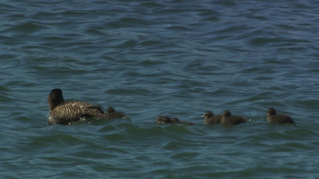 Common Eider - ML483089