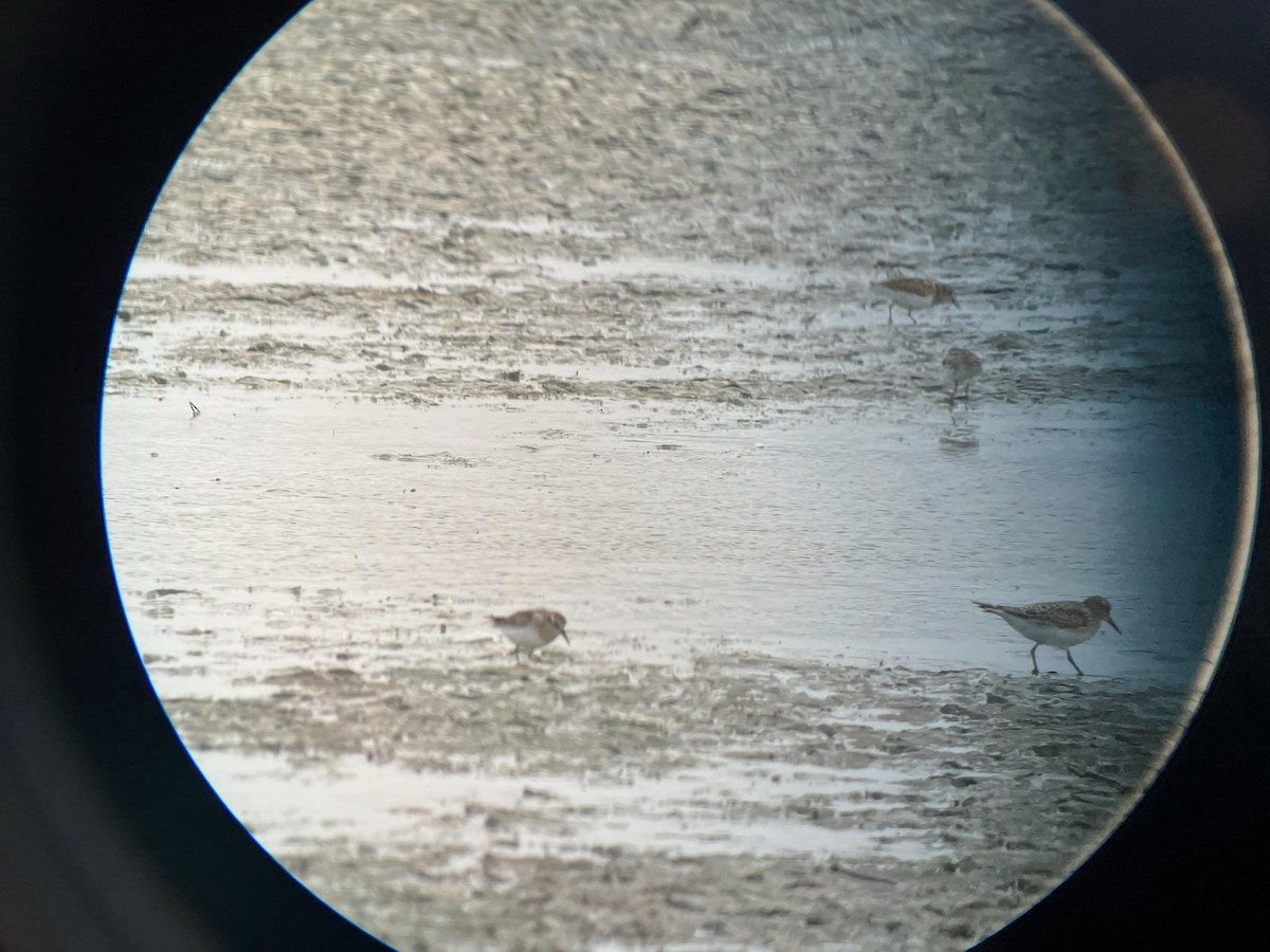 Baird's Sandpiper - ML483089441