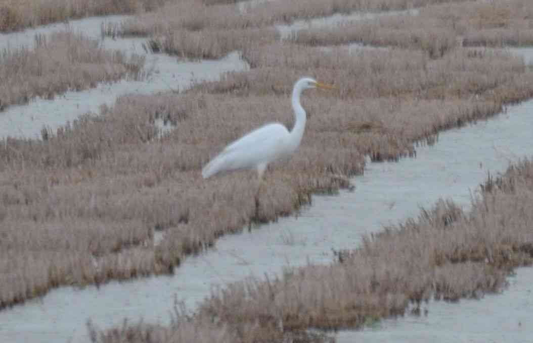 Great Egret - Nuno Martins