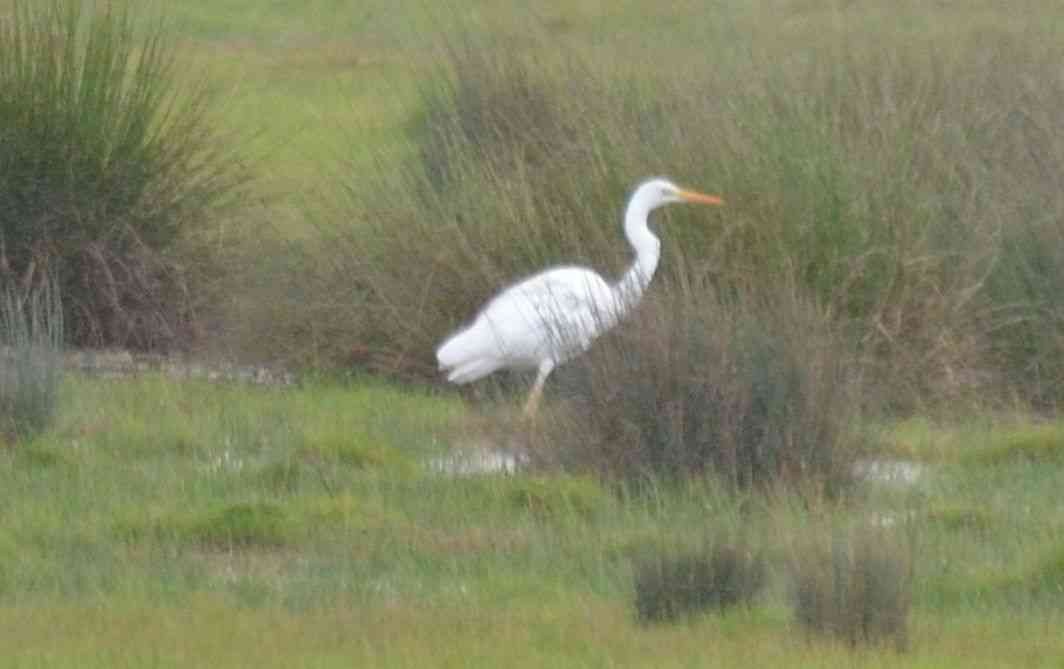 Great Egret - Nuno Martins