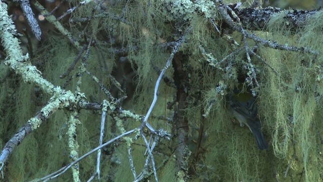 Northern Parula - ML483092