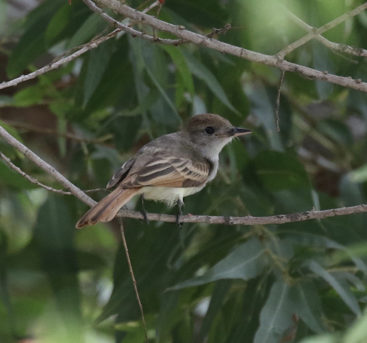 Ash-throated Flycatcher - ML483092031