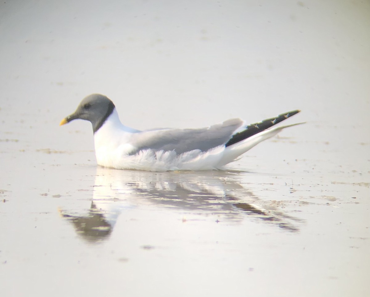 Sabine's Gull - ML483092351