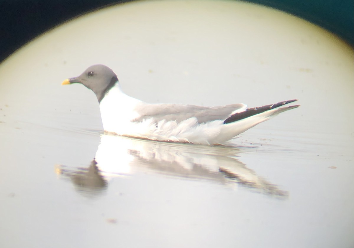 Sabine's Gull - ML483092361