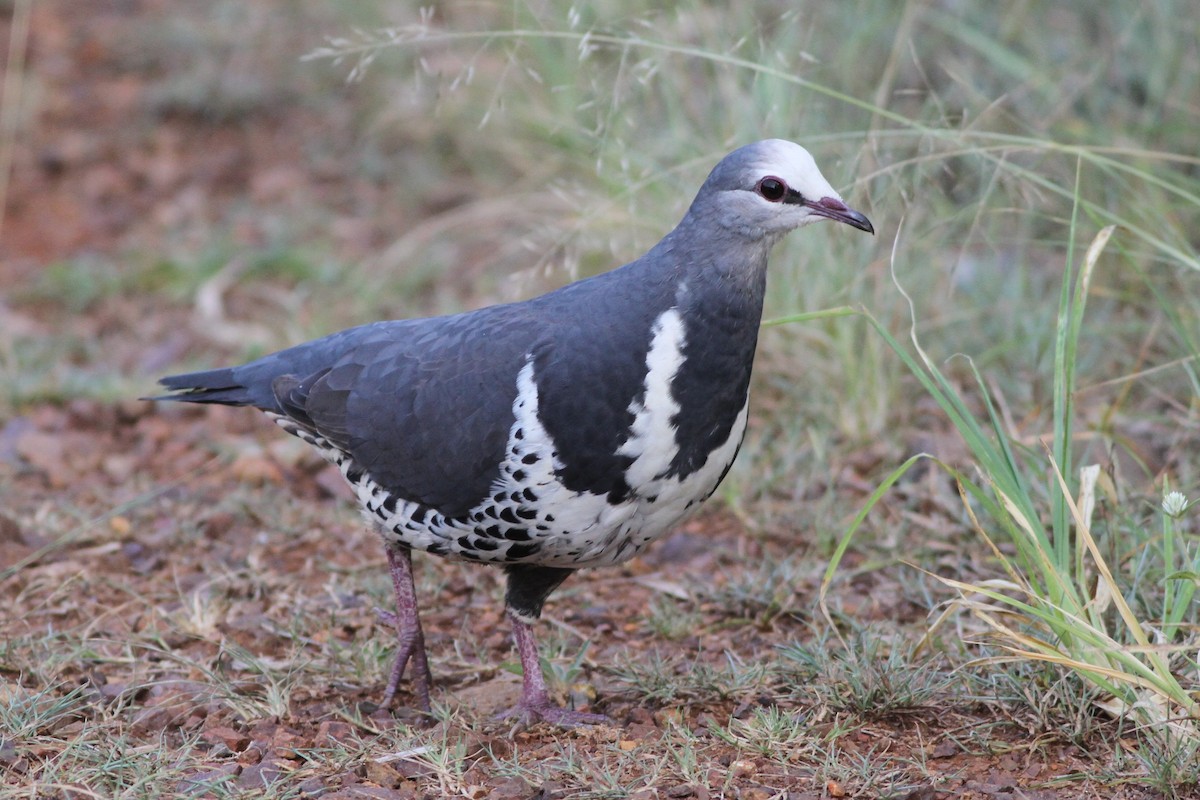 Wonga Pigeon - Chris Wiley