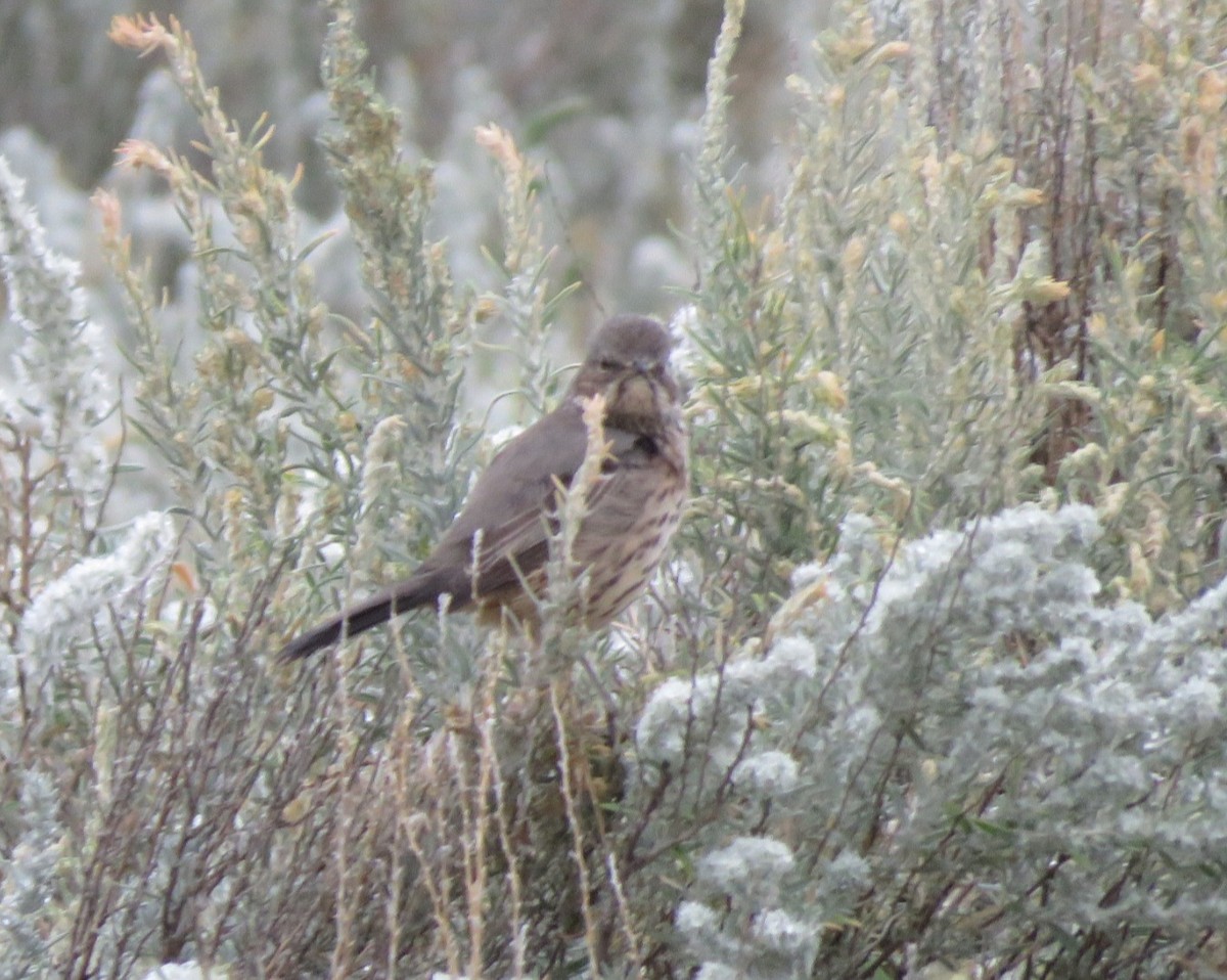 Sage Thrasher - ML483093011