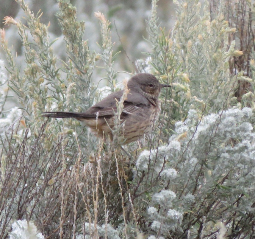 Sage Thrasher - ML483093021