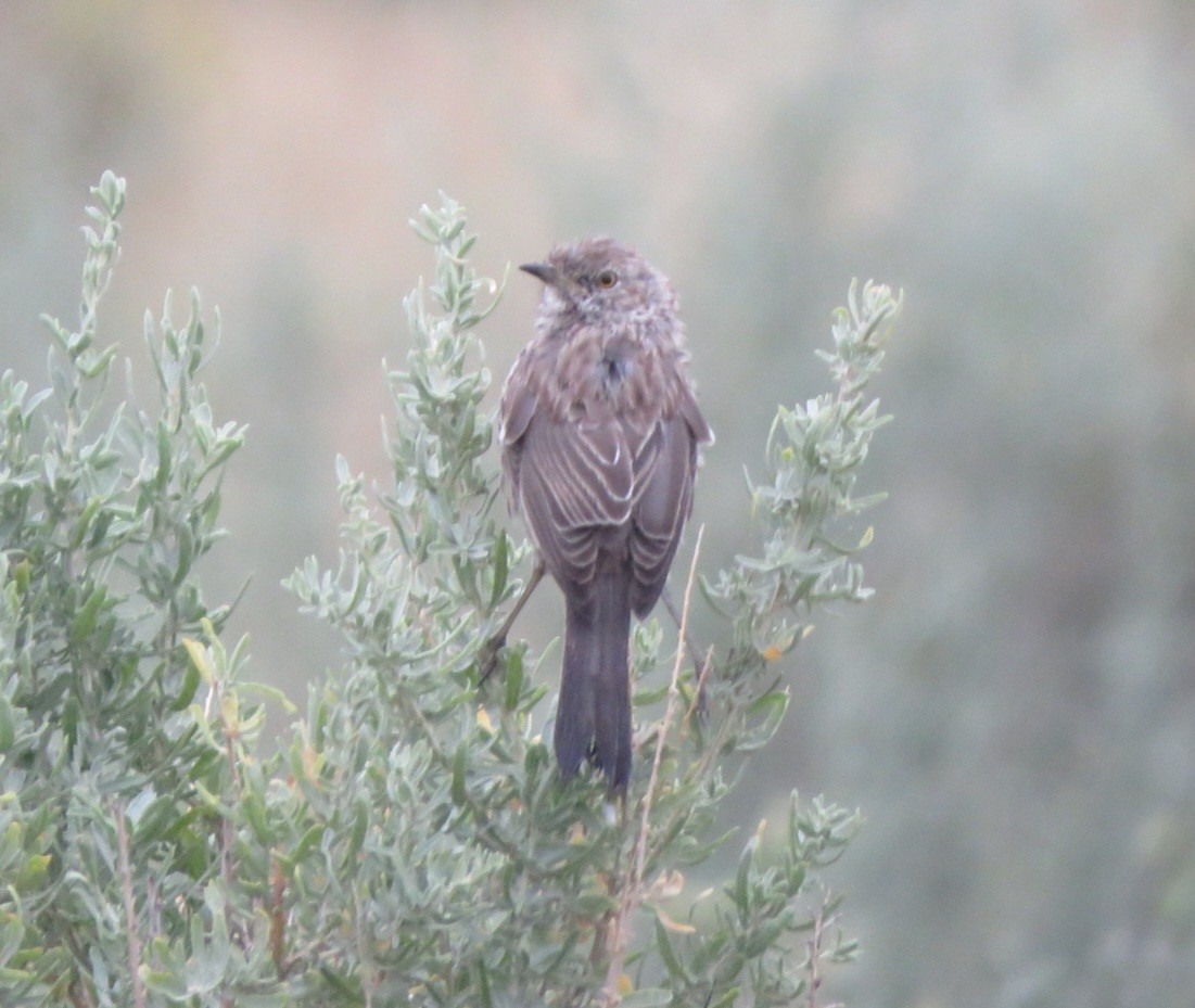 Sage Thrasher - ML483093031