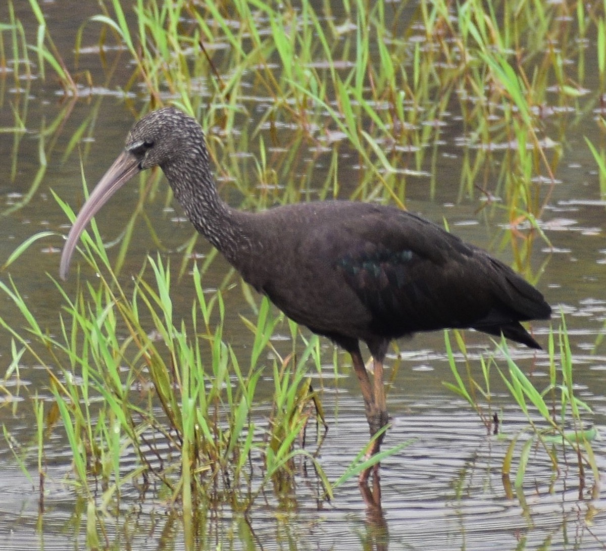 Glossy Ibis - ML483093141