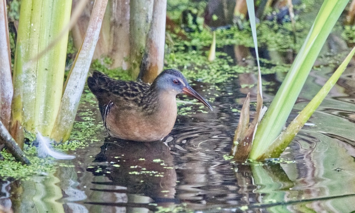 Virginia Rail (Virginia) - ML483093961