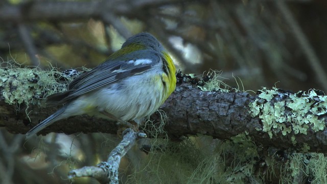 Northern Parula - ML483094