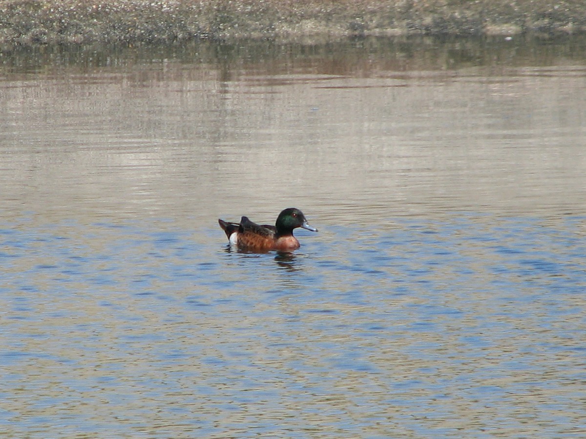 Chestnut Teal - ML48309461