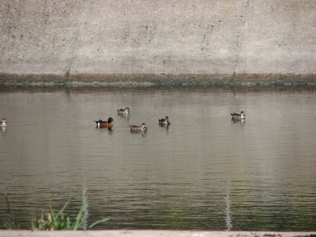 Chestnut Teal - ML48309491