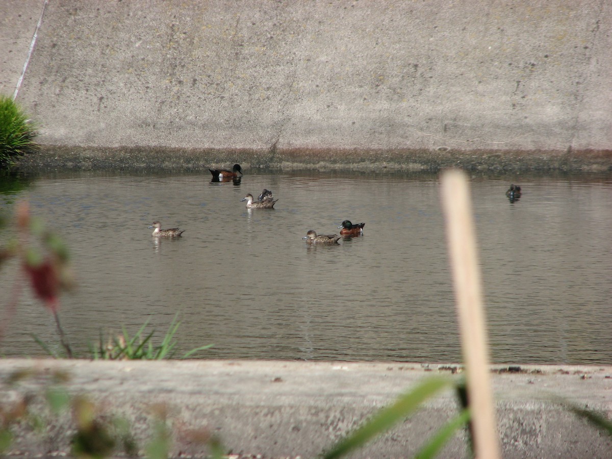 Chestnut Teal - ML48309511