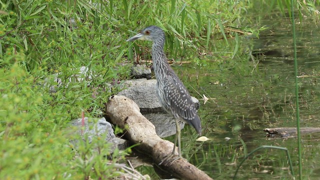 Yellow-crowned Night Heron - ML483095471