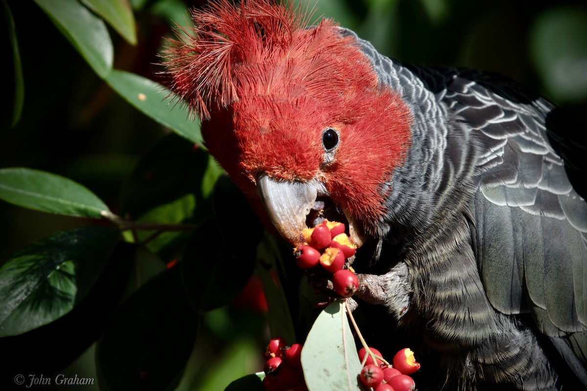 Gang-gang Cockatoo - ML483096561