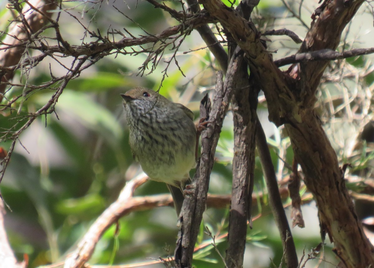 Brown Thornbill - ML483096691