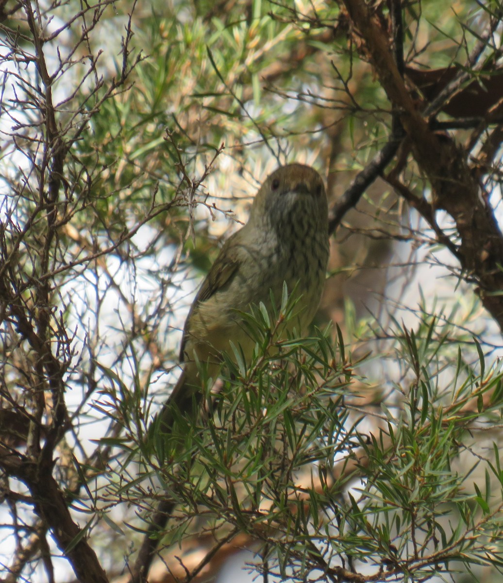 Brown Thornbill - ML483096701