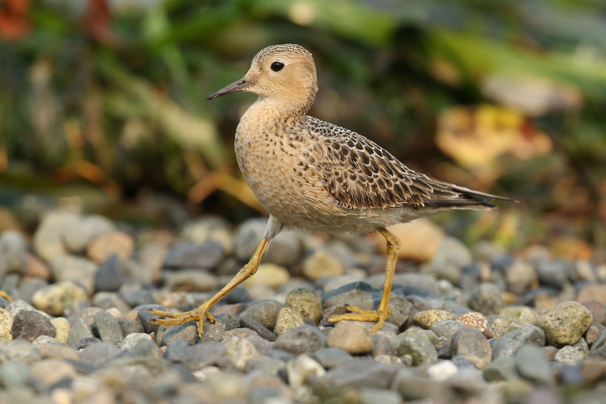 Buff-breasted Sandpiper - Liam Singh