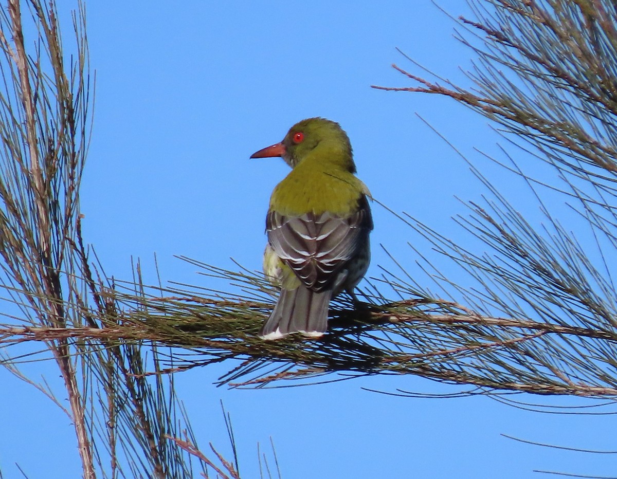 Olive-backed Oriole - ML483097721