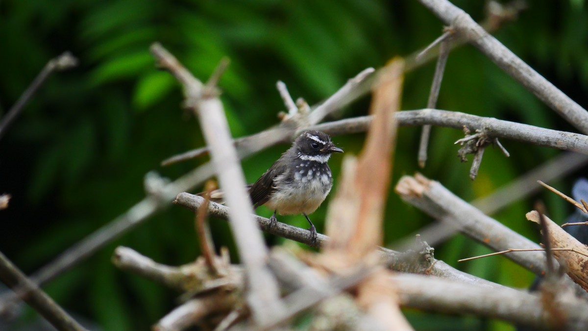 Spot-breasted Fantail - Praveen Bennur