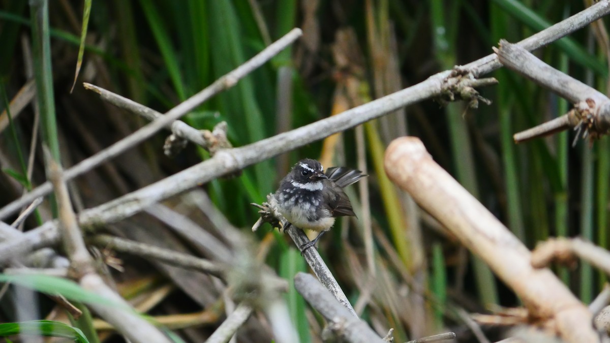 Spot-breasted Fantail - Praveen Bennur