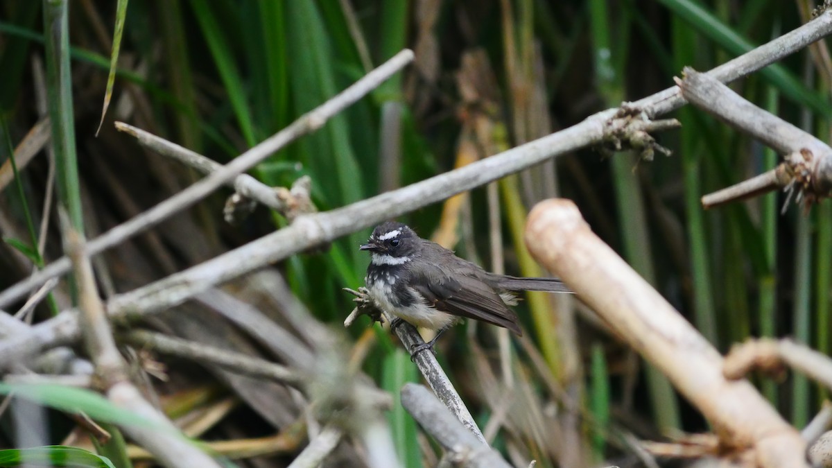 Spot-breasted Fantail - Praveen Bennur