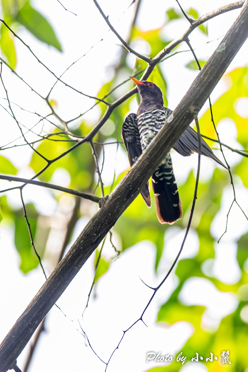 Violet Cuckoo - ML483098611