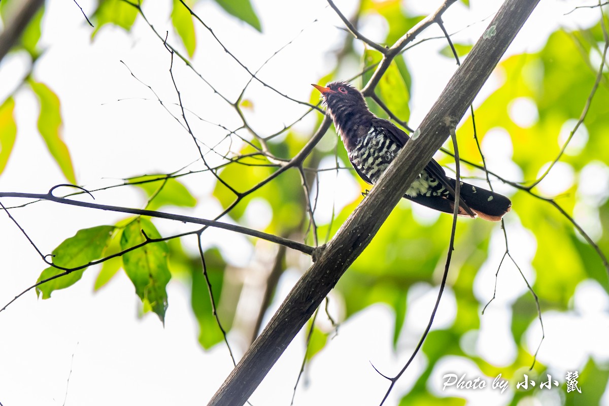 Violet Cuckoo - ML483098621