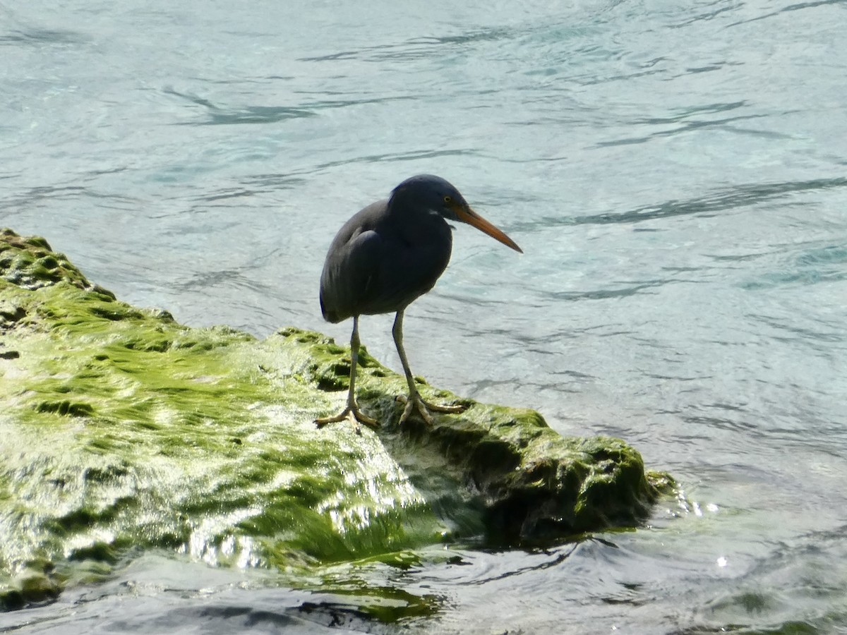 Pacific Reef-Heron - ML483098791