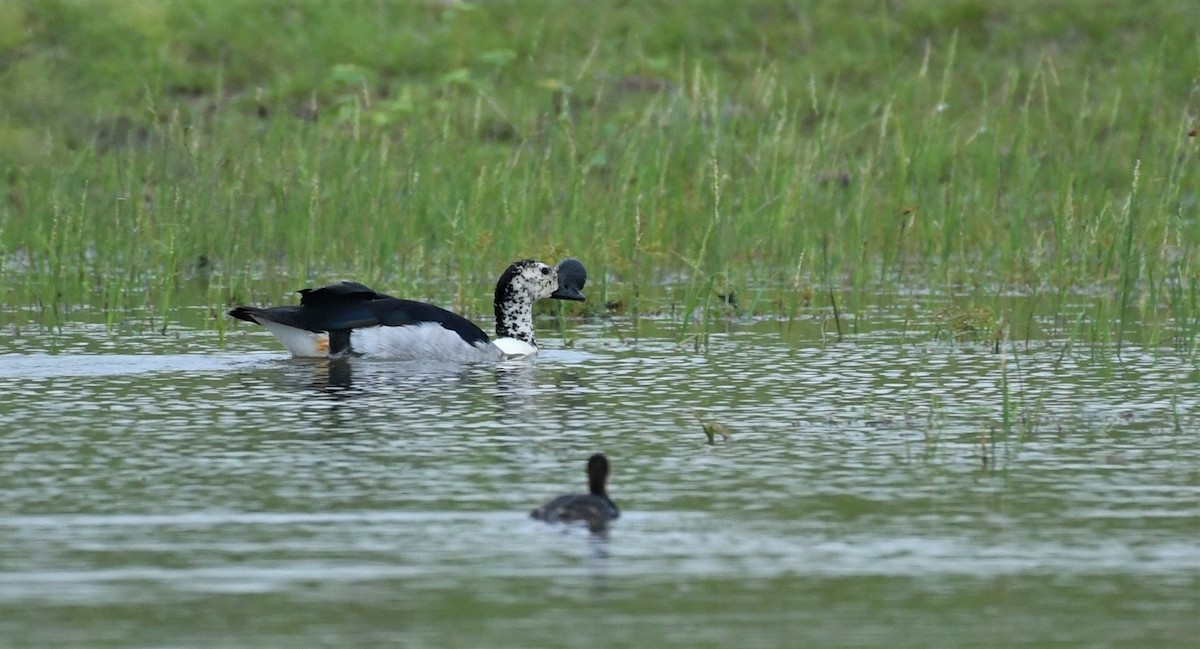 Knob-billed Duck - ML483099651