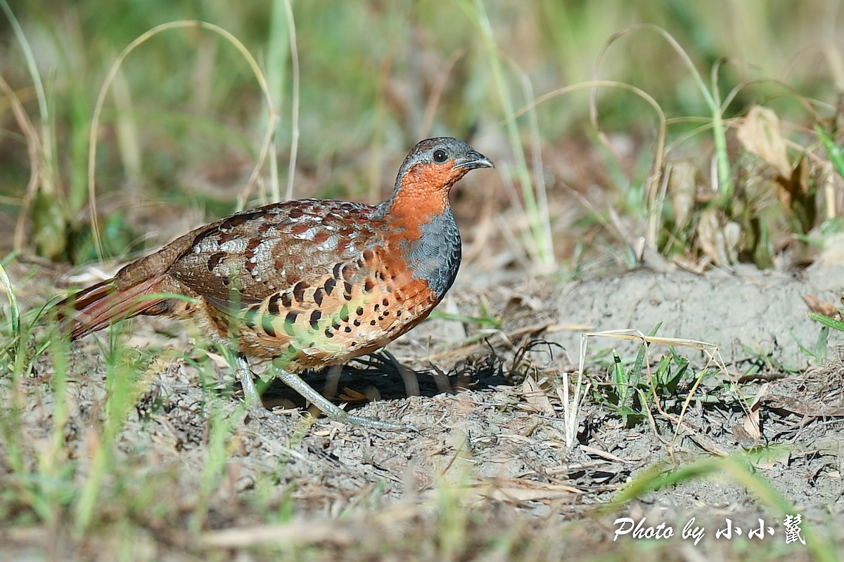 Chinese Bamboo-Partridge - ML483099791