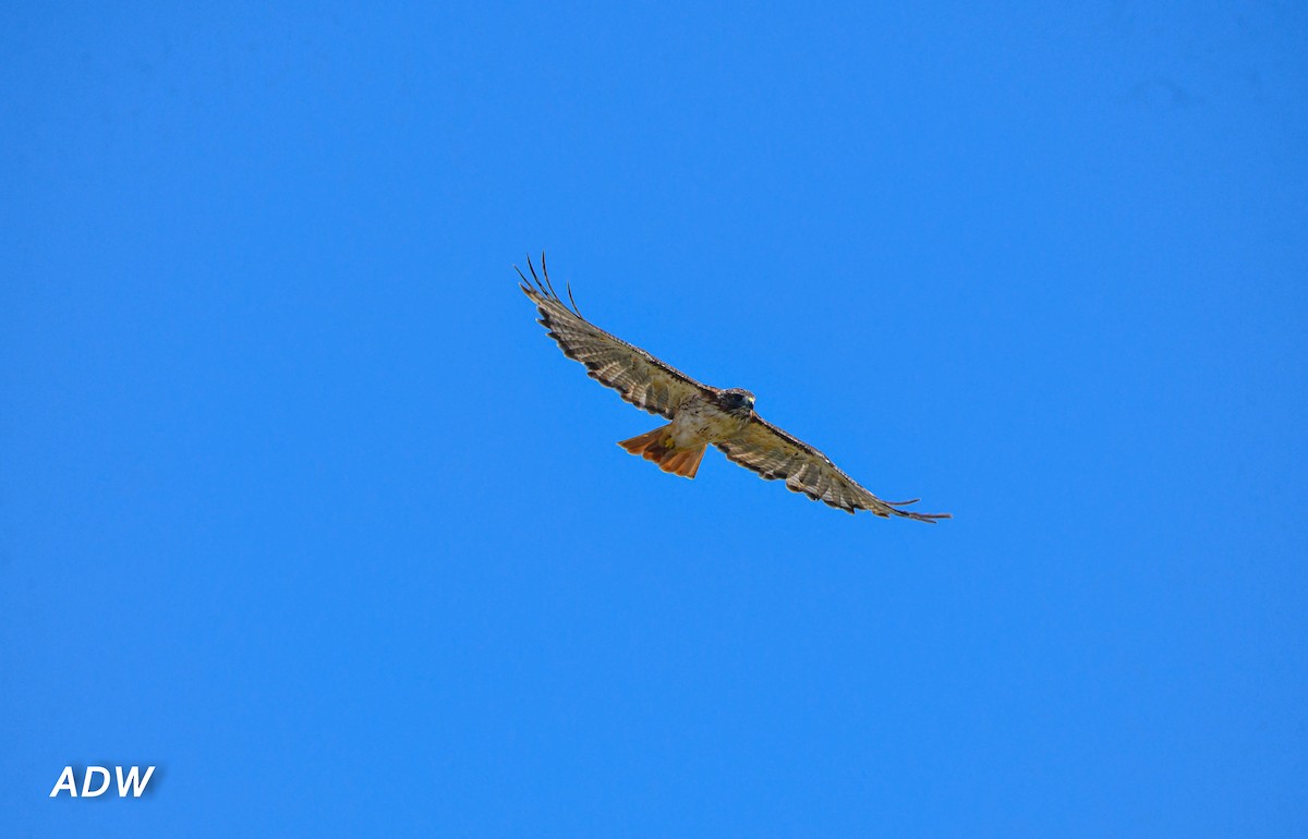 Red-tailed Hawk - ML483100031